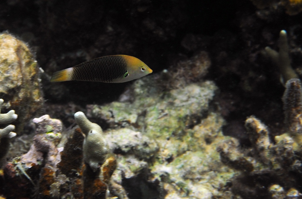 Axilspot wrasse (Halichoeres podostigma) — Labridae