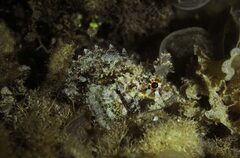 Mozambique Scorpionfish photo 2