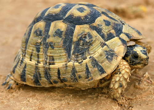 Nabeul Tortoise