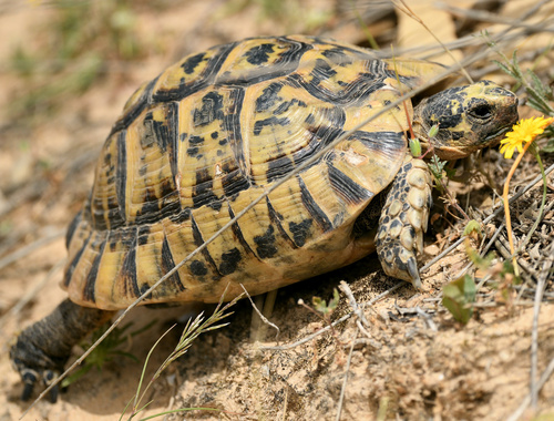 Nabeul Tortoise
