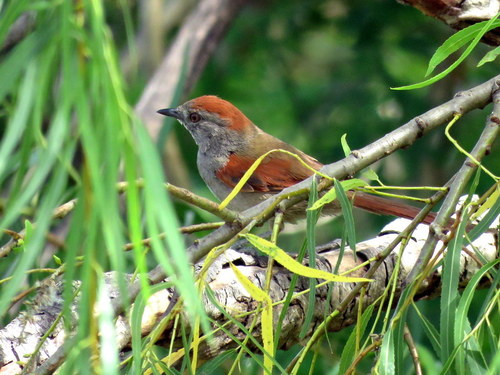 Synallaxis frontalis