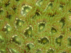 Zoanthus sansibaricus