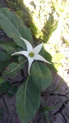 Jaborosa integrifolia