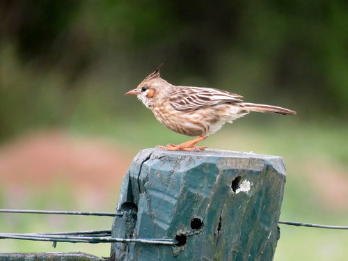 Coryphistera alaudina