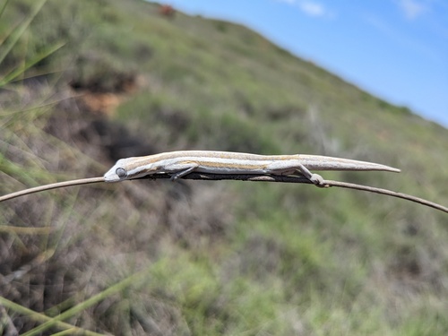 Southern Phasmid Gecko, Strophurus jeanae