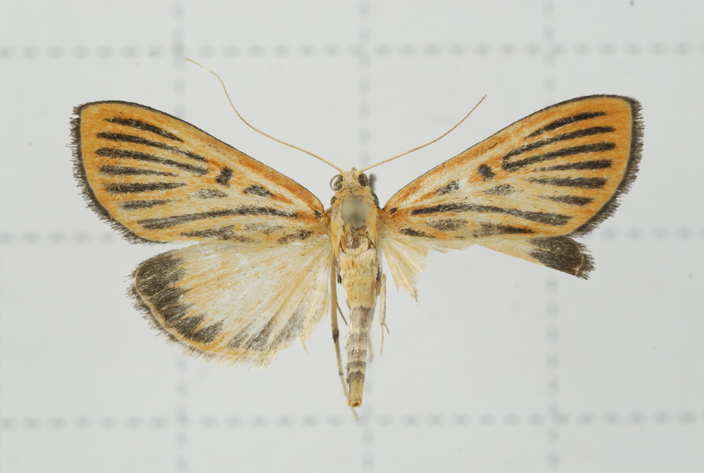 Tyspanodes striata