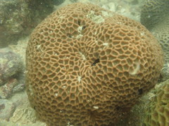 Coelastrea aspera