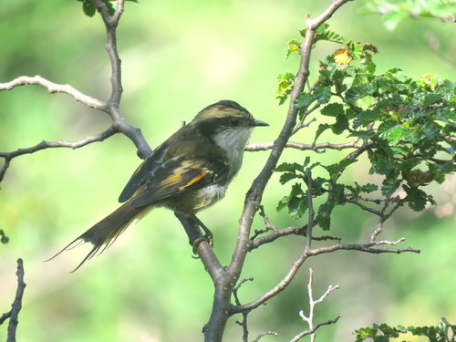 Aphrastura spinicauda