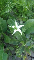 Jaborosa integrifolia