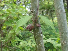 Matelea gonoloboides