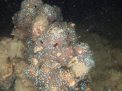 Stylocoeniella guentheri
