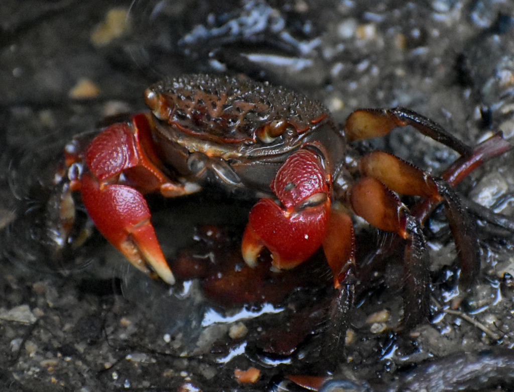 Fourmanoir's Mangrove Crab from Cairns QLD, Australia on February 18 ...