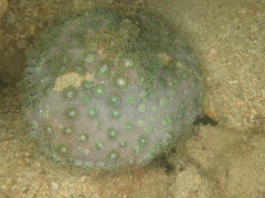 Duncanopsammia peltata