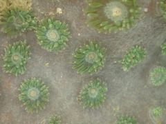 Duncanopsammia peltata