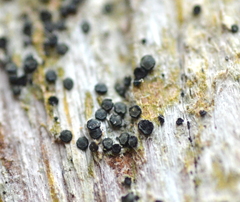 Cresponea chloroconia