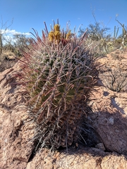 Ferocactus peninsulae