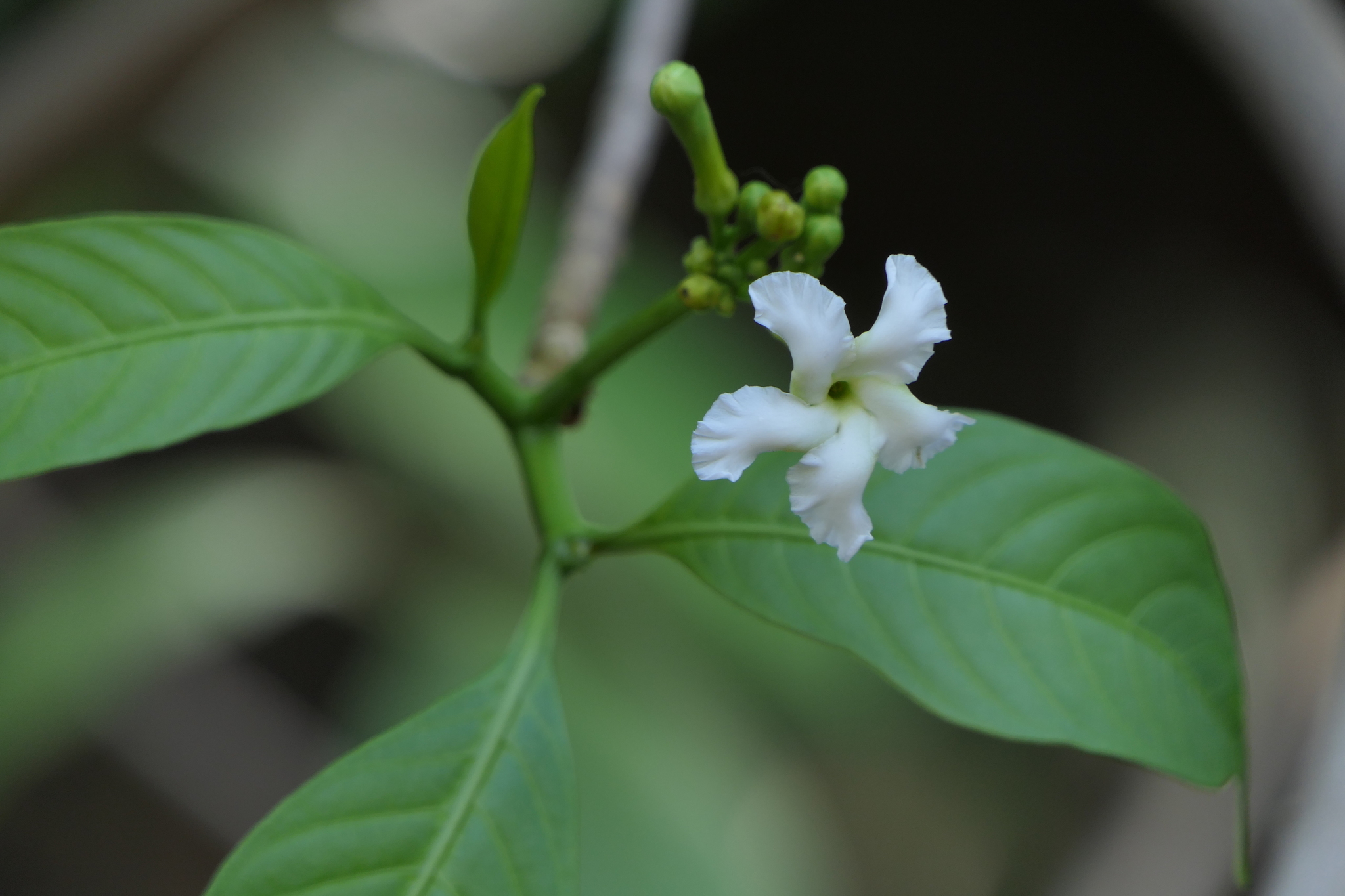 Tabernaemontana alternifolia L.