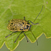 Aporocera erosa - Photo (c) Keith Martin-Smith, some rights reserved (CC BY-NC-SA), uploaded by Keith Martin-Smith