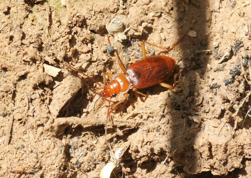 Nebria rubicunda