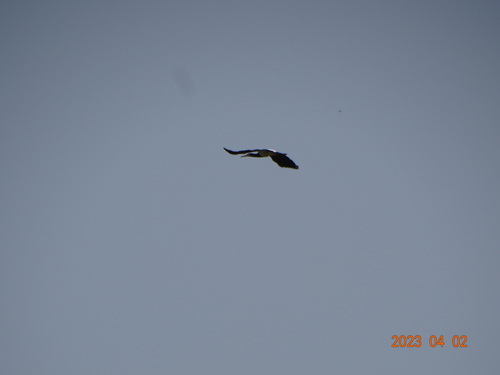 Abdim's Stork