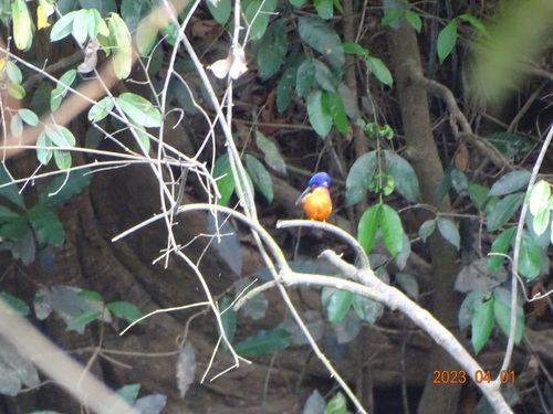 Shining-blue Kingfisher