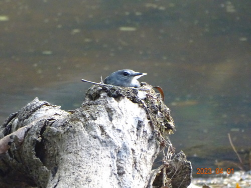 Cassin's Flycatcher