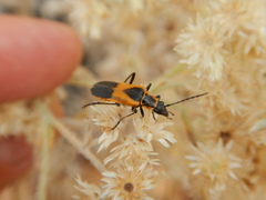 Chauliognathus basalis
