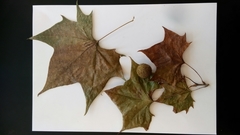 Platanus occidentalis