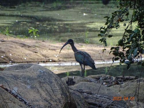 Hadada Ibis