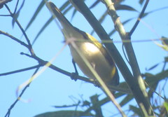Pachyramphus viridis
