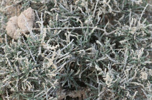 Anabasis oropediorum image