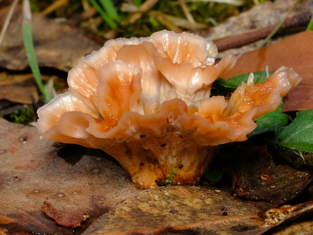 Wine Glass Fungus from Lorne VIC 3232, Australia on April 01, 2023 at
