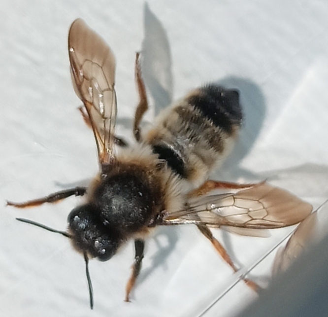 Megachile pyrenaica