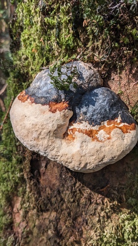 Fomitopsis pinicola