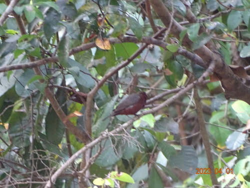 Chestnut-breasted Nigrita