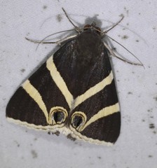 Grammodes ocellata