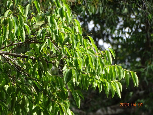 Irvingia smithii