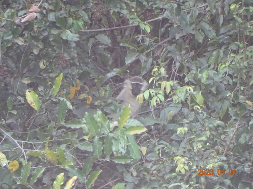Tantalus Monkey