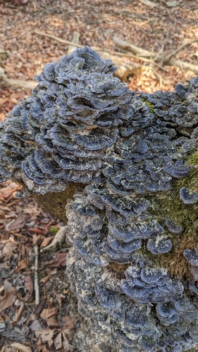 Trametes versicolor