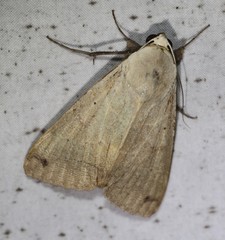 Ophiusa