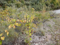 Vitis acerifolia