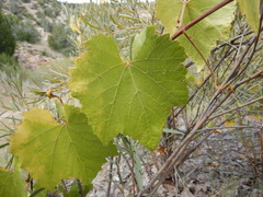 Vitis acerifolia