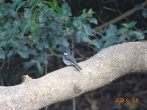 White-browed Forest-Flycatcher