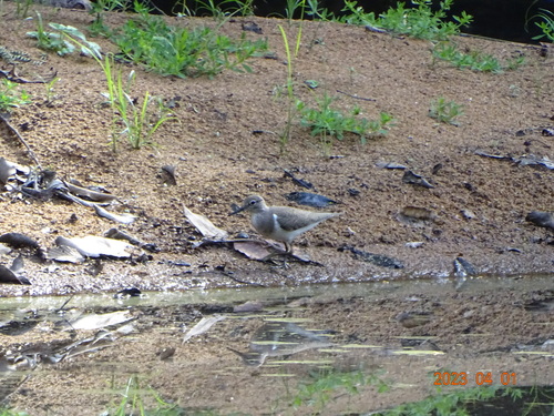 Common Sandpiper