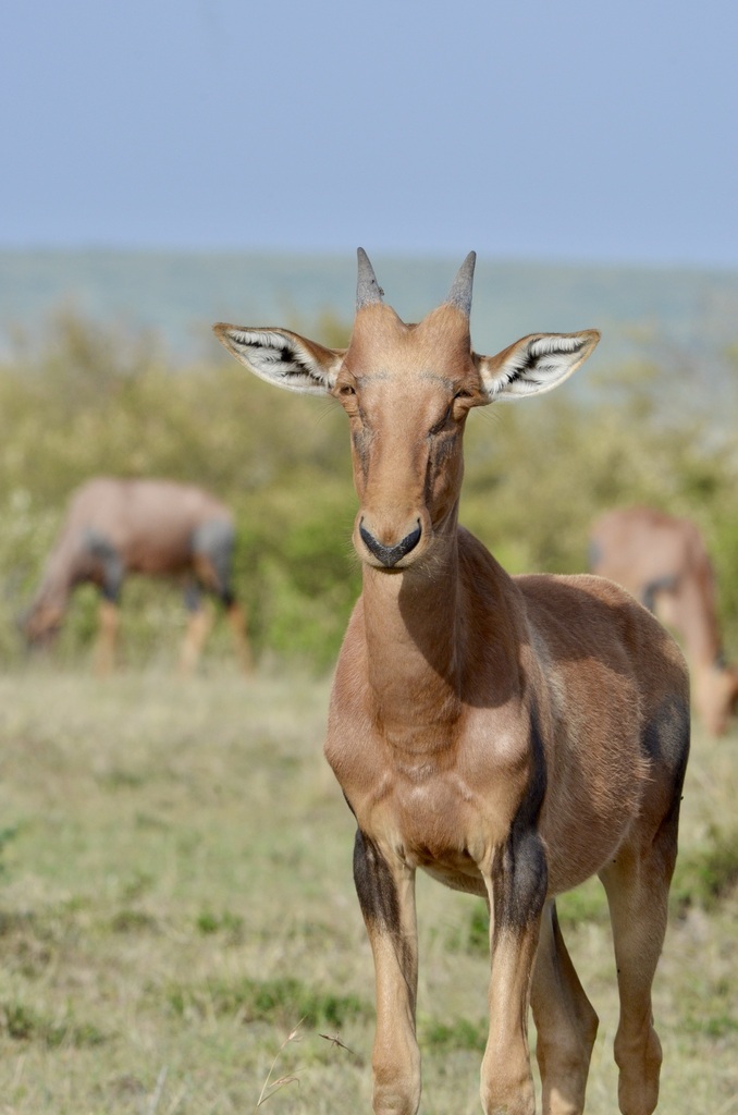 Damaliscus lunatus jimela, Lolgorian, Kenya, by quentinbrunelle