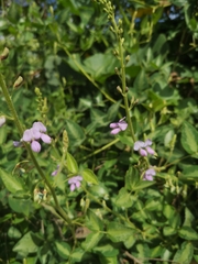 Desmodium uncinatum image