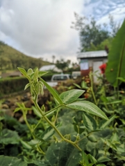 Desmodium uncinatum image