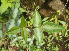 Desmodium uncinatum image