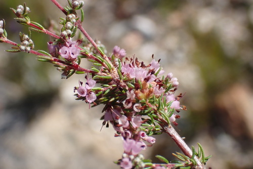 Image of Erica anguligera by (c) Nicola van Berkel, some rights reserved (CC BY-SA)