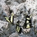 Papilio garleppi - Photo (c) adamas, some rights reserved (CC BY-NC)
